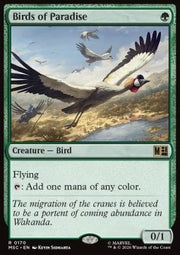 Birds of Paradise